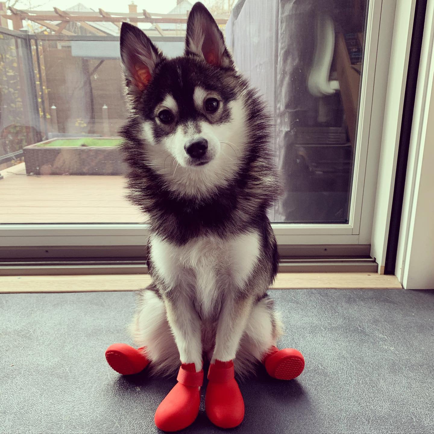 Fashion Teddy Pet Can Not Fall Off The Foot Cover