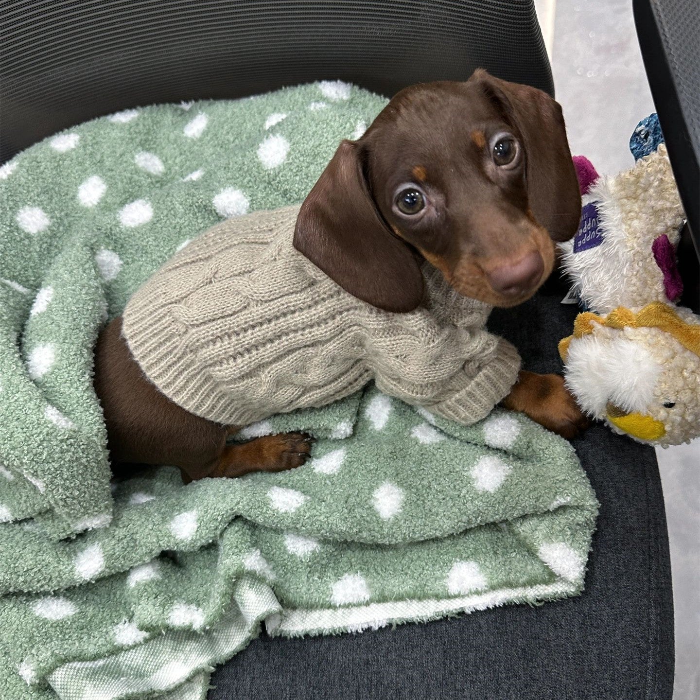 Winter Wear Warm Pet Autumnwinter Clothes
